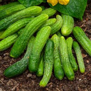 Cornichon Fin de Meaux